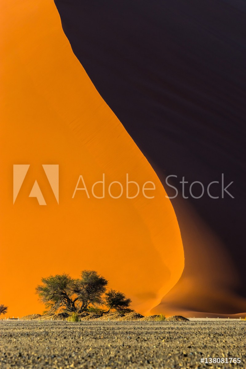 Image de Famous red dune 40 and acacia tree at the foot of it Sunrise in Sossusvlei Namib Naukluft National Park Namibia
